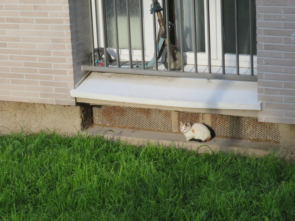 Chats errants dans le quartier
